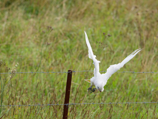 Little Corella (Cacatua sanguinea) taking off from a barbed wire fence with long green grass in background
