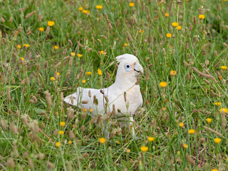 Little Corella (Cacatua sanguinea)  up close foraging in long grass with yellow daisies.