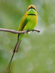 A Little Green Bee-eater resting on a dry branch against a soft green backdrop at Sam Roi Yot NP Thailand