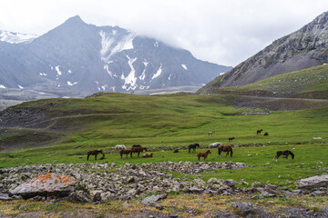 cows in the mountains