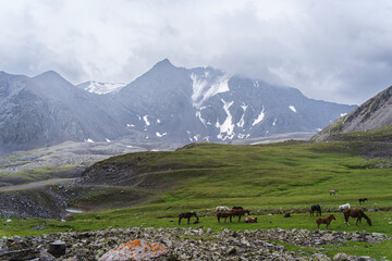 horses in the mountains