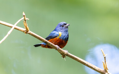Chestnut-bellied Euphonia perched on a tree