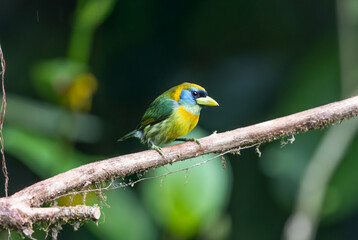 Red headed barbet perched in the rain