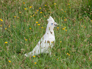 Little Corella (Cacatua sanguinea)  up close foraging in long grass with yellow daisies.