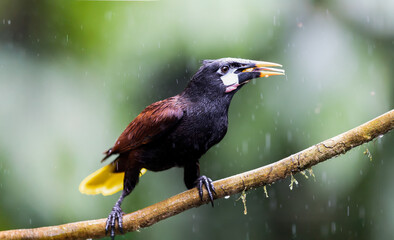 Montezuma Oropendola perched in the rain
