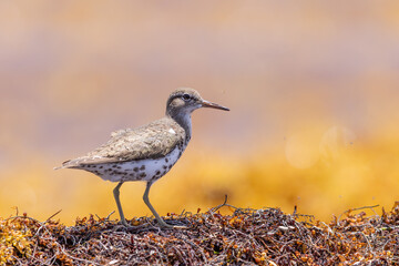 Spotted sandpiper stopped in St Kitts