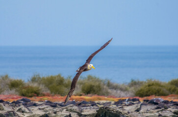 Waved Albatross gliding, showing off its long wingspan