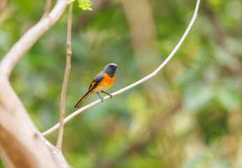 Small Minivet perched on a tree