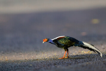 Swinhoe's Pheasant stealing the spotlight