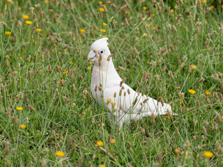 Little Corella (Cacatua sanguinea)  up close foraging in long grass with yellow daisies.