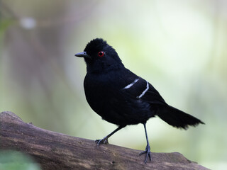 White Shouldered Fire eye showing off its bright red eyes