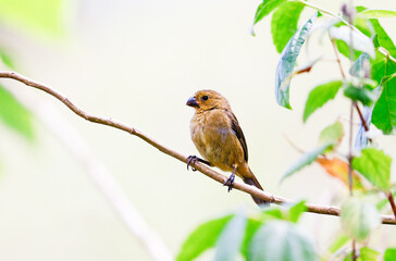 Thick billed seedfinch perched on a dead branch