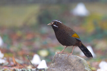 White Whiskered Laughingthrush looking for worms