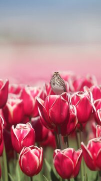 A savannah sparrow singing in a field of tulips