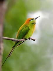 A Little Green Bee-eater resting on a dry branch against a soft green backdrop at Sam Roi Yot NP Thailand