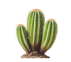 Vibrant succulent cactus plant thrives in arid desert conditions