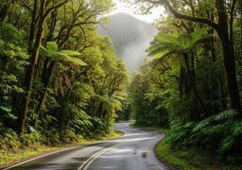 Obraz premium Winding road through lush green rainforest with sunlight filtering through canopy