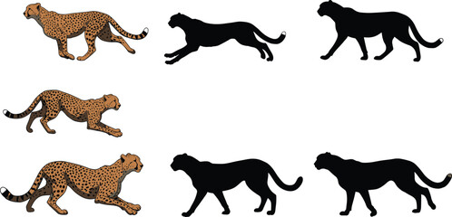 Cheetah silhouette and colored illustration set, running and walking big cat poses, wildlife predator animal vector art design collection