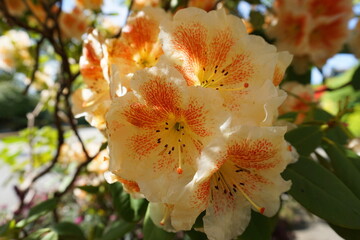 Rhododendron &lsquo;Paprika Spiced&rsquo; in full vibrant orange-red bloom, close-up flowering evergreen shrub in spring garden landscape