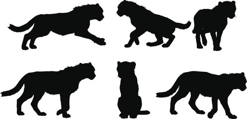 Silhouette collection of tigers in various poses walking sitting standing and hunting isolated on white background wildlife vector illustration design
