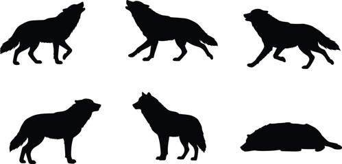 Silhouette collection of wolves in different poses howling standing walking and sleeping isolated on white background wildlife vector illustration design