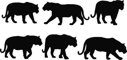 Silhouette collection of tigers walking and standing in various poses isolated on white background wildlife jungle predator vector illustration design
