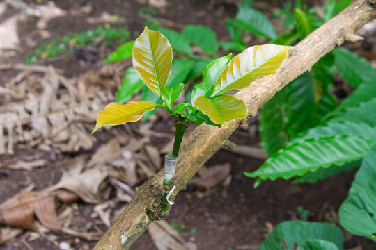 Successfully grafted coffee plant shoot growing on the rootstock branch. Budding or grafting technique used in agriculture for propagating superior varieties of plantation crops.