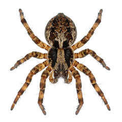 Intricate Spider: A detailed shot of an intricate spider, showcasing its unique patterns and formidable presence.