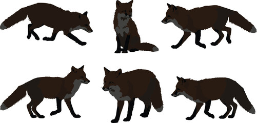 Cad drawing flat vector illustration of fox animal silhouettes, wild forest predator walking standing and sitting in natural wildlife pose