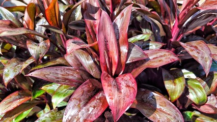 a collection of cabbage palm plants
