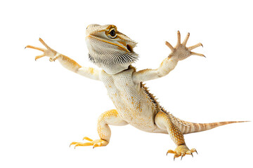 Obraz premium Bearded dragon posing with open arms, ready for embrace
