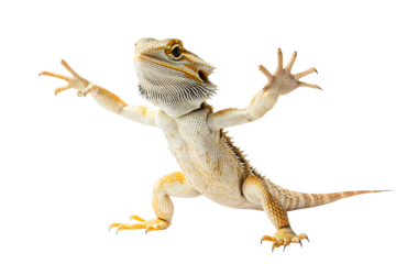 Bearded dragon posing with open arms, ready for embrace