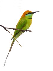 A Little Green Bee-eater perched on a branch with a white background. Capturing a moment of stillness in its natural habitat at Bung Bua, Sam Roi Yot NP Thailand