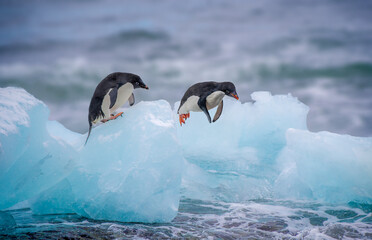 Adelie penguins jumping off an iceberg