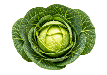 Fresh green cabbage head with vibrant leaves, perfect for healthy recipes and dietary concepts, bring a touch of nature's goodness to your project.