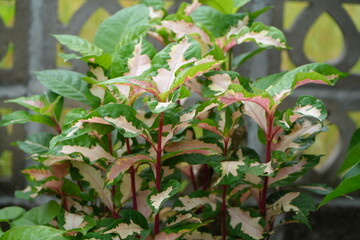 Vibrant Variegated Foliage of Caricature Plant Texture