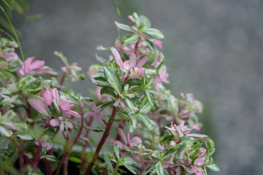 Colorful Variegated Snowbush (Breynia disticha) Foliage Close-up