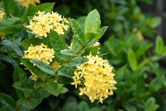 Vibrant Yellow Ixora (Jasmine of the West) Flowers Close-up