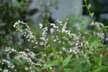 Small White Flower Cluster with Soft Bokeh Background