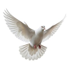 Obraz premium A beautiful white dove with wings spread wide in flight isolated on white background
