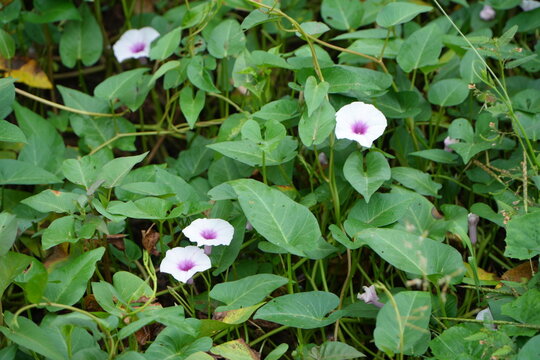 Water Spinach Ipomoea Aquatica Leaves and Flowers