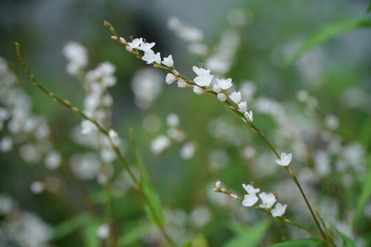 Small White Flower Cluster with Soft Bokeh Background