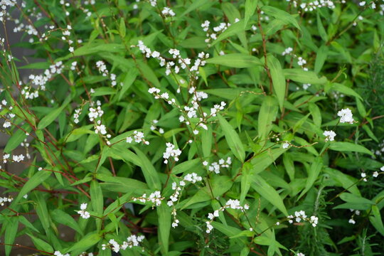Dense Green Foliage with Small White Flowers Texture