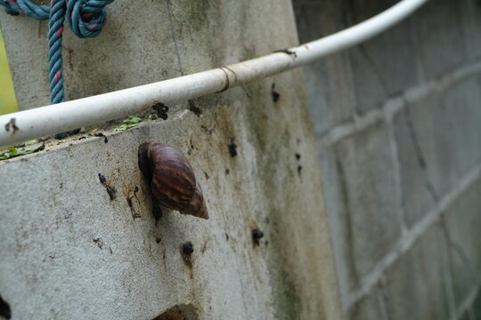 Large Snail Shell Close-up on Grungy Urban Surface