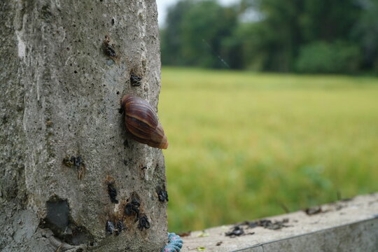 Large Snail Shell Close-up on Grungy Urban Surface