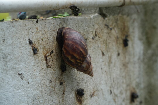 Large Snail Shell Close-up on Grungy Urban Surface
