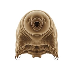 Microscopic tardigrade water bear creature with claws isolated on white background