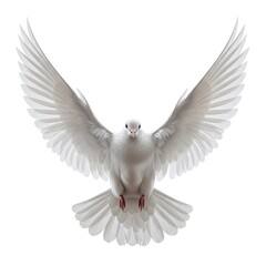 A beautiful white dove with wings spread wide flying isolated on white background