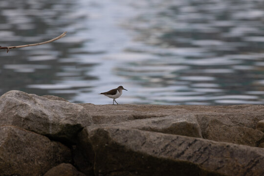 Common sandpiper bird wading in the shoreline looking for food and worms