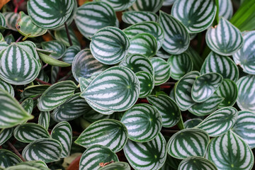 Watermelon peperomia green leaf creeper plant or peperomia argyreia colorful natural background